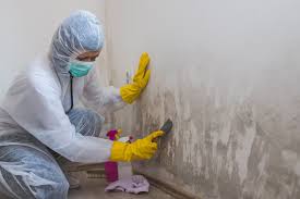 Best Commercial Mold Inspection  in Wolfe City, TX